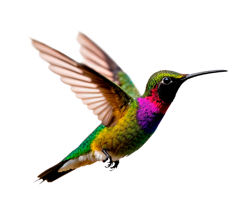 Colibri